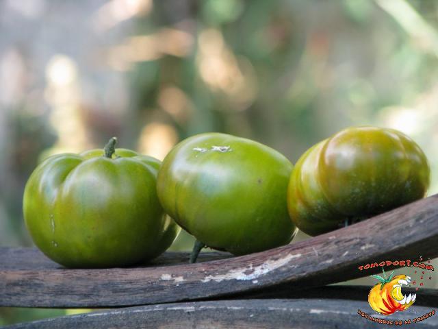 Tomate Maurine Verte