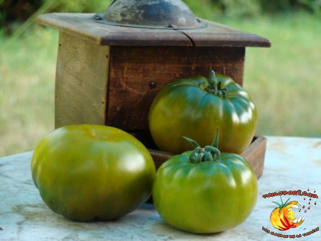 Tomate Maurine Verte