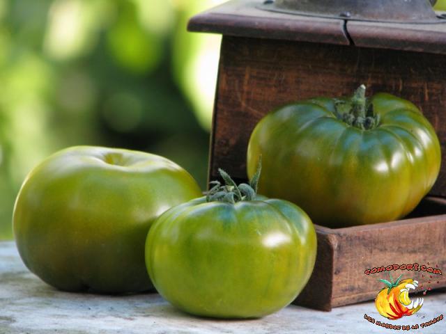 Tomate Maurine Verte