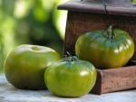 Tomate Maurine Verte