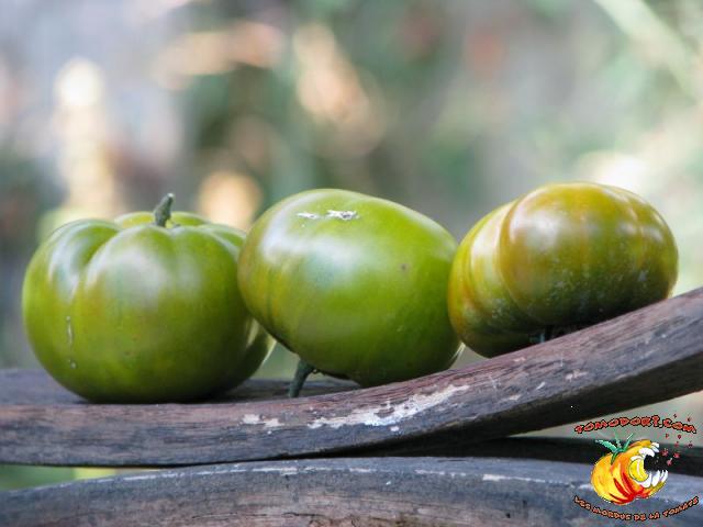 Tomate Maurine Verte