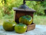 Tomate Maurine Verte
