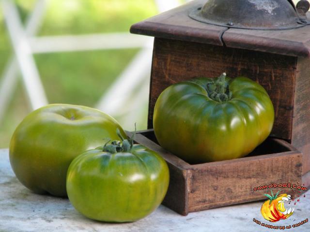 Tomate Maurine Verte