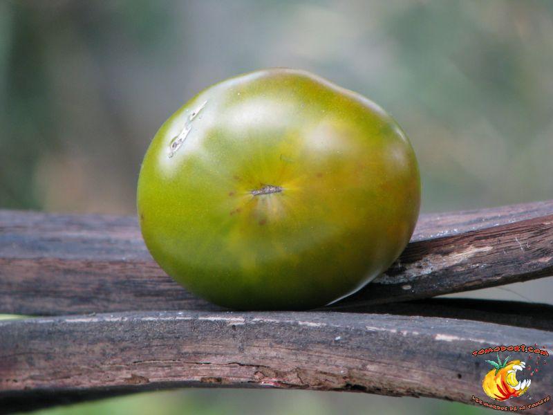 Tomate Maurine Verte