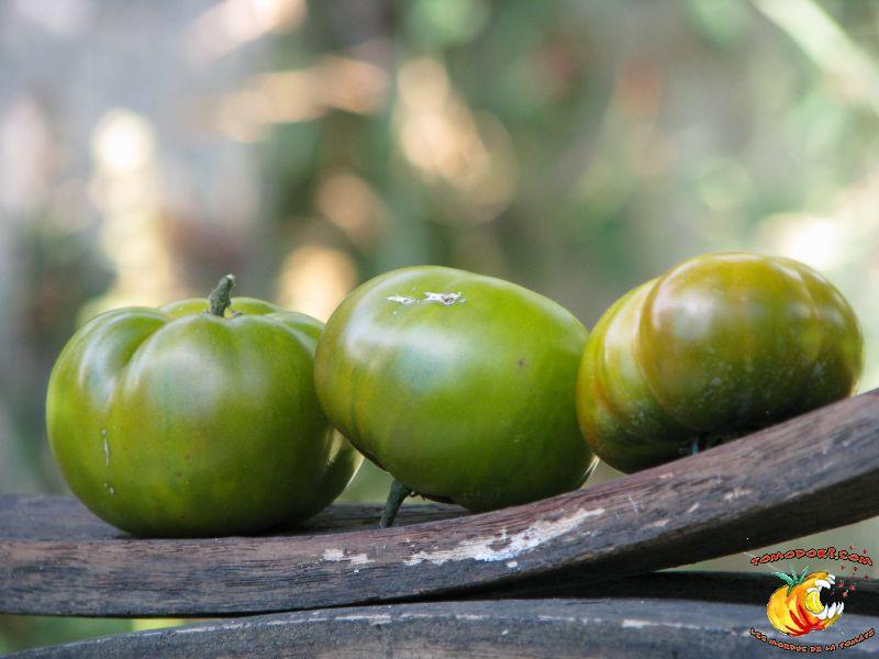 Tomate Maurine Verte