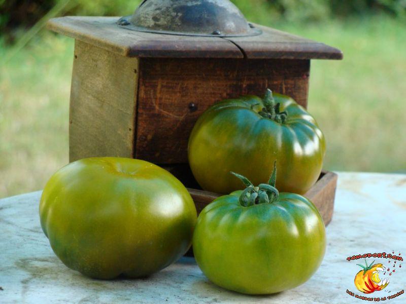 Tomate Maurine Verte