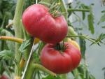 Tomate Missouri Pink Love Apple