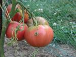 Tomate Missouri Pink Love Apple