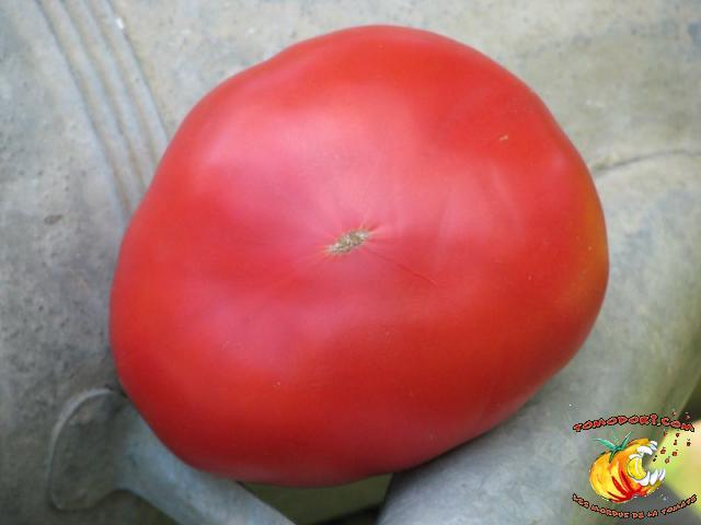 Tomate Moya