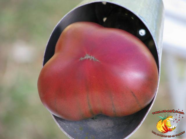 Tomate Nuits Australes