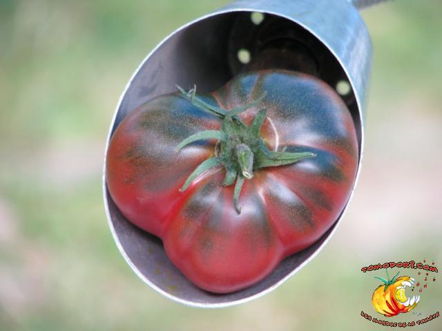 Tomate Nuits Australes