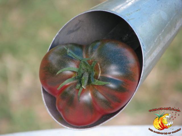 Tomate Nuits Australes