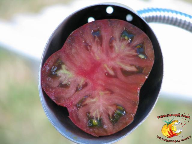 Tomate Nuits Australes