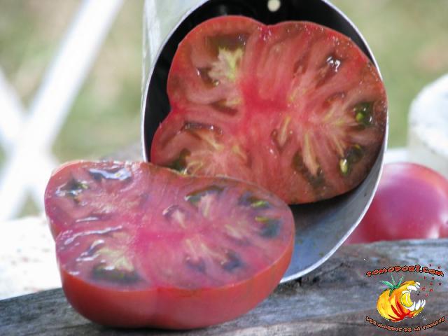 Tomate Nuits Australes