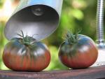 Tomate Nuits Australes
