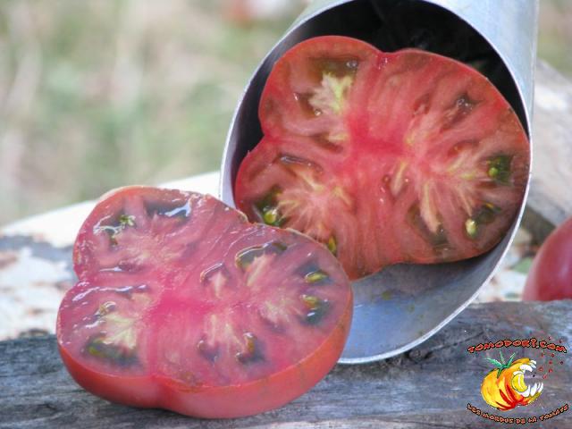 Tomate Nuits Australes