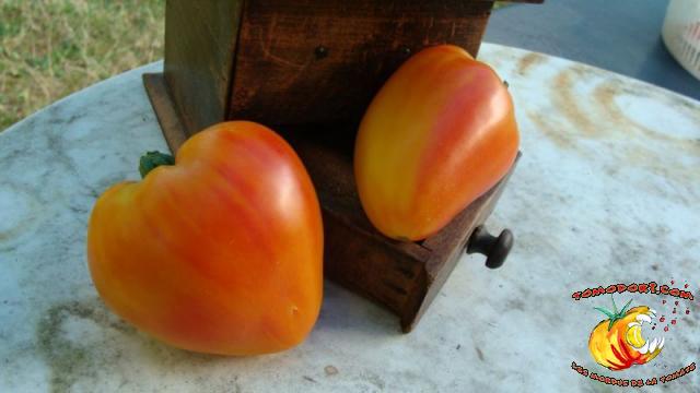 Tomate Orange Russian