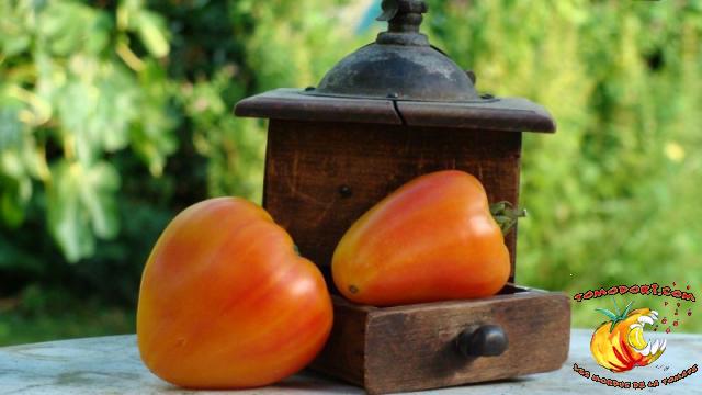 Tomate Orange Russian