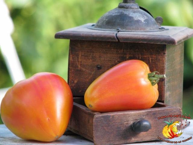 Tomate Orange Russian