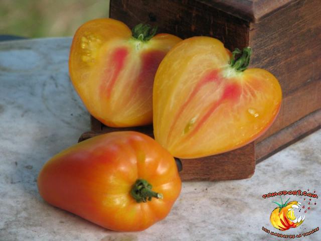 Tomate Orange Russian