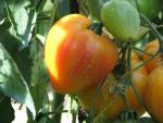 Tomate Orange Russian