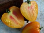 Tomate Orange Russian