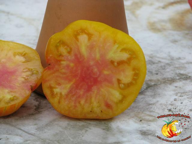 Tomate Pamplemousse du Grand Père
