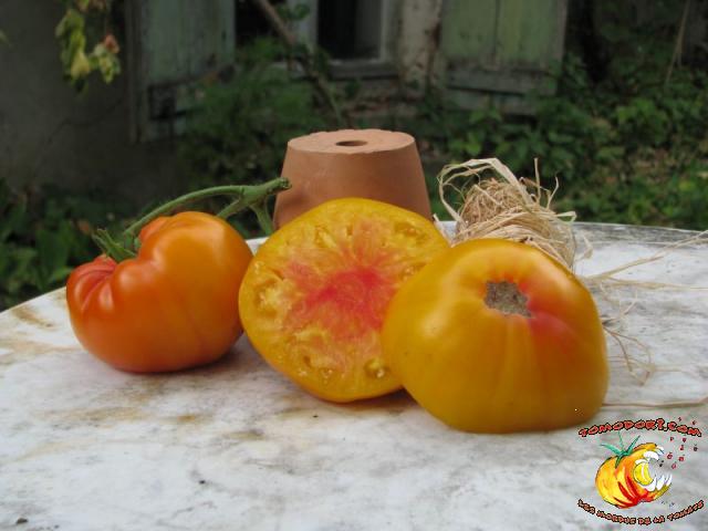 Tomate Pamplemousse du Grand Père
