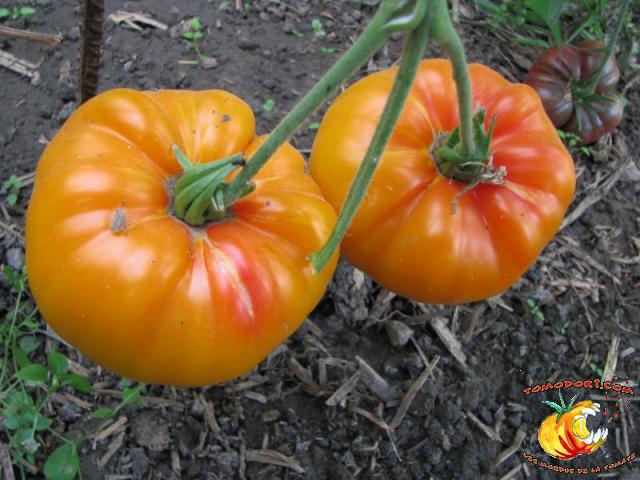 Tomate Pamplemousse du Grand Père