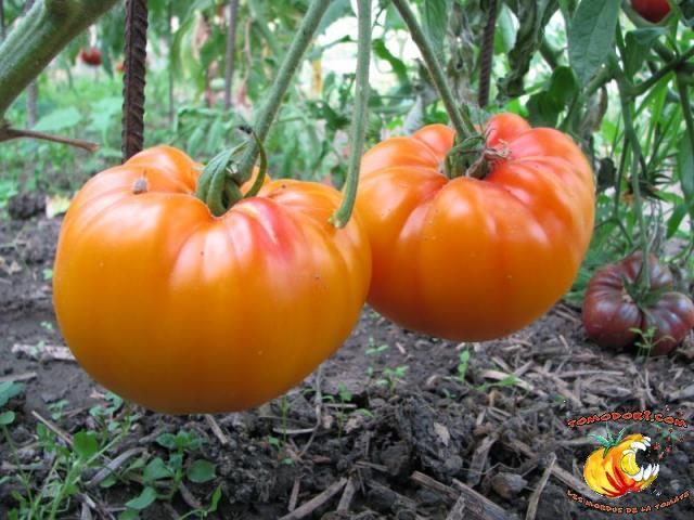 Tomate Pamplemousse du Grand Père