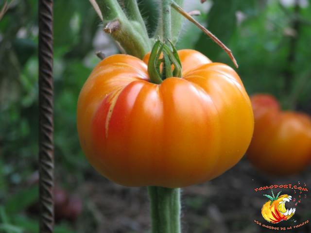 Tomate Pamplemousse du Grand Père