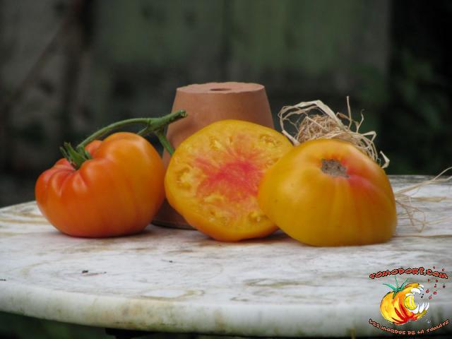 Tomate Pamplemousse du Grand Père