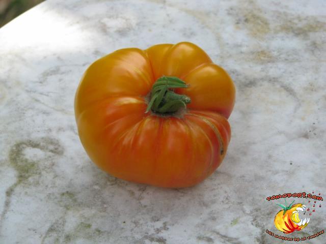 Tomate Pamplemousse du Grand Père
