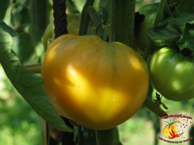 Tomate Persimmon