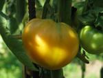 Tomate Persimmon