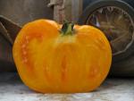 Tomate Persimmon