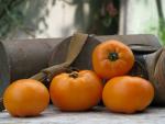 Tomate Persimmon