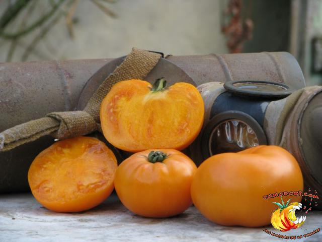 Tomate Persimmon