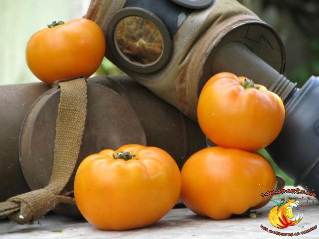 Tomate Persimmon