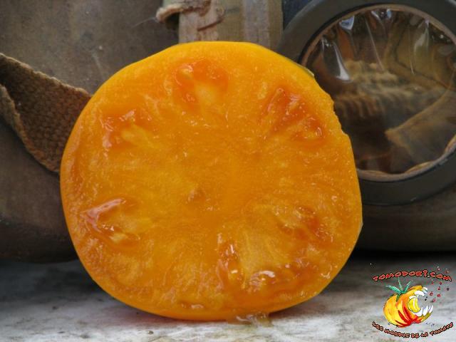 Tomate Persimmon