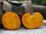 Tomate Persimmon