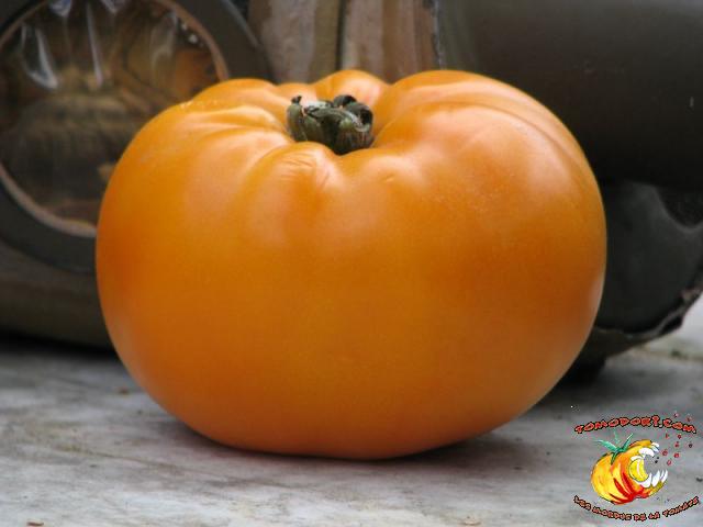 Tomate Persimmon