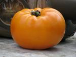 Tomate Persimmon