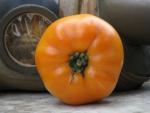 Tomate Persimmon