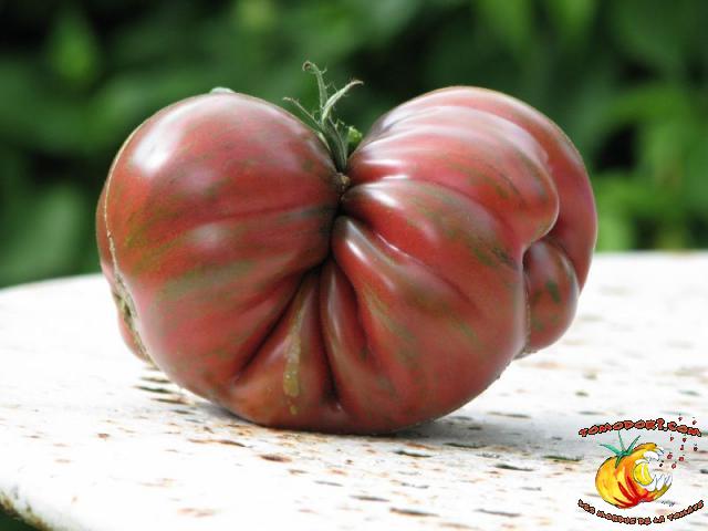 Tomate Pink Berkeley Tie Die