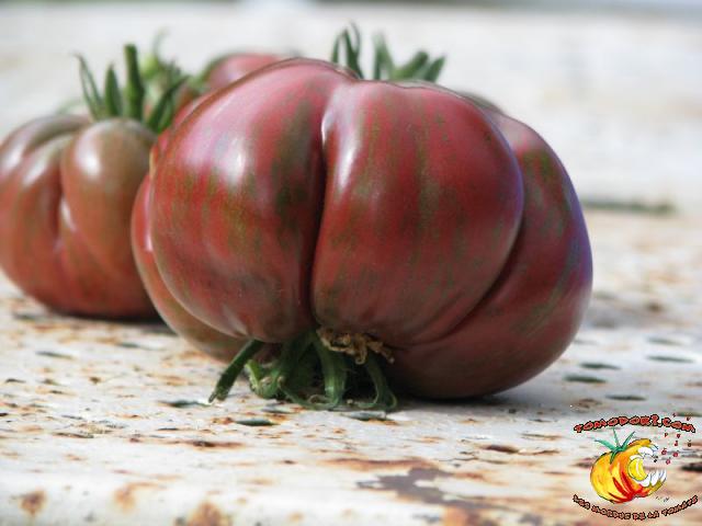 Tomate Pink Berkeley Tie Die