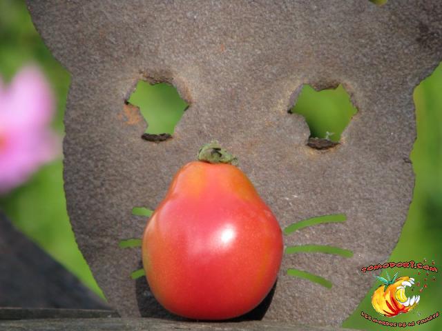 Tomate Poire Rose