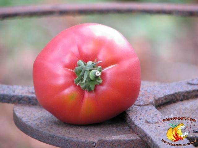 Tomate Pruden's Purple