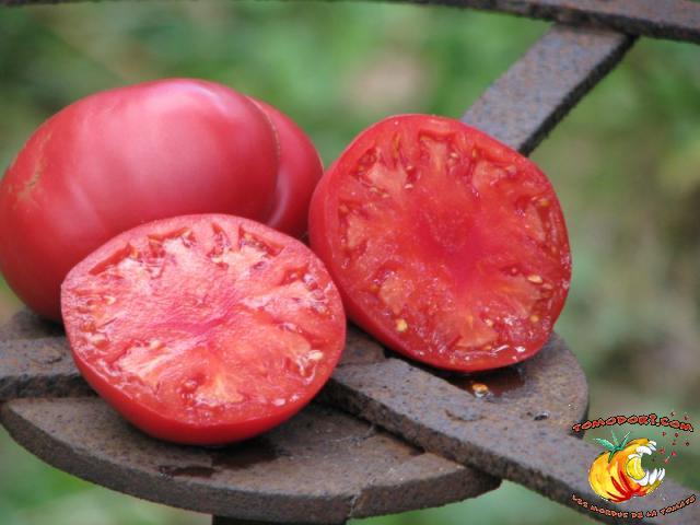 Tomate Pruden's Purple