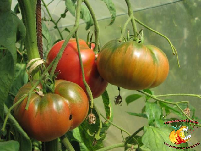 Tomate Pruden's Purple